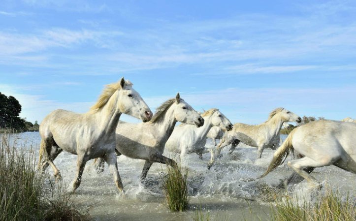 The Camargue horses