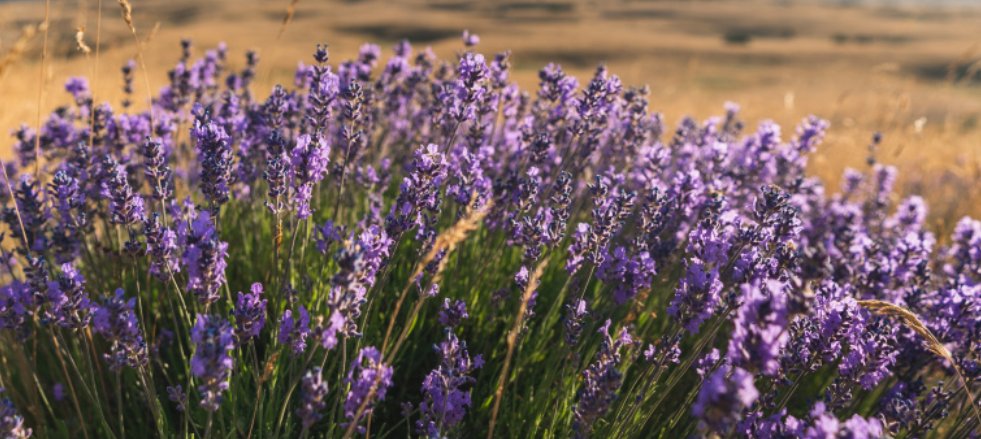 French lavender